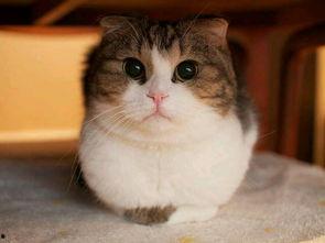 娱乐吃瓜猫咪视频大全免费观看