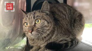 娱乐吃瓜猫咪视频大全免费观看